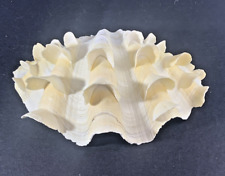 Squamosa Tridacna Ruffled Scalloped Clam Shell Natural Seashell Half 6