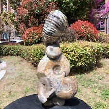 8.47LB Natural Large Beautiful Ammonite Fossil Conch Crystal Specimen Healing picture
