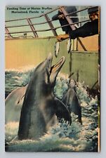 Marineland FL-Florida, Porpoise Feeding Time, Antique Vintage Souvenir Postcard picture