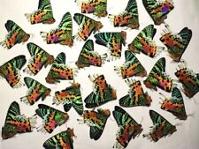 Uranidae Urania ripheus, Sunset Moths, Insect Moth,Unmounted A1,A-,А2 Lot 100pc. picture