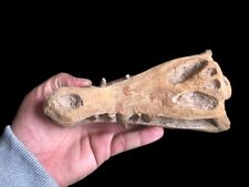 Bebe Argochampsa krebsi Fossil: Jurassic Marine Marvel from Morocco's Ancient 