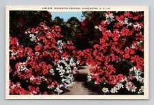 Postcard Azaleas in Bloom Middleton Gardens Charleston SC, Vintage Linen M7 picture