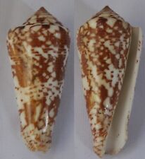 Seashells Conus thomae Cone Snail St.Thomas Cone 70mm F++ Superb Pattern & Color picture