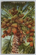 Postcard FL A Cocoanut Tree picture