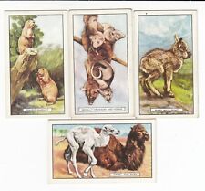 Four 1937 Wild Animal Cards PRAIRIE MARMOT * OPOSSUM * CAMEL * GOAT picture
