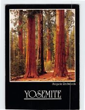Postcard Sequoia Redwoods Yosemite California USA picture