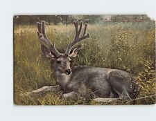 Postcard Mule Deer Antlers in Velvet New York Zoological Park USA North America picture