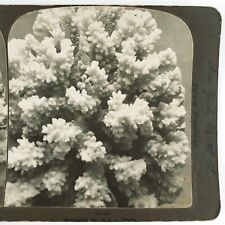 Coral Still Sea Life Stereoview c1897 American Stereoscopic Ocean Reef H1095 picture