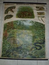 Original vintage zoological pull down school chart of snake Viper , A. Kull picture