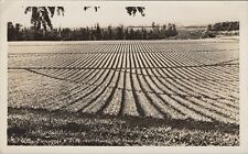 1940s RPPC Pineapple fields near Honolulu Hawaii Territory photo postcard D697 picture