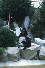 1969 San Diego Zoo Gibbons Exhibit Vintage 35mm Slide picture
