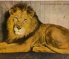 Antique Postcard 1918 Litho Ephemera Lion Lincoln Park Zoo Chicago IL Posted SEE picture