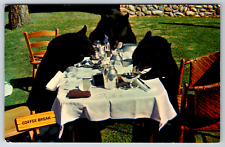 c1960s Afternoon Refreshments Black Bears Vintage Postcard picture