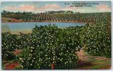 Postcard - A Large Grapefruit Grove near Orlando, Florida picture