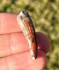 NICE COLOR Suchomimus Dinosaur Tooth Fossil from Niger Erlhaz Fm Spinosaurid picture