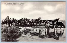 1930's CHINCOTEAGUE ISLAND PONIES IN THEIR NATIVE LAND ARTVUE POSTCARD UNUSED picture