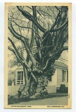 PAPER MULBERRY TREE WILLIAMSBURG, VA postcard A1 picture