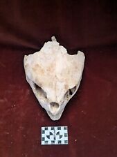 Rare Old Rare Fossil Skull Very Rare  Prehistoric Reptile Dinosaur picture