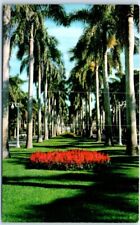 Postcard - Stately Royal Palms and Colorful Flowers in Florida picture