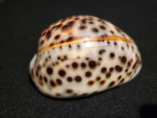 Giant Hawaiian Tiger Cowrie Sea Shell (Cypraea Tigris) Gigantic 111mmGiant... picture