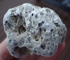 Argentina Pumice Patagonia Volcanic Rock Volcano S America Lava Collection PP4 picture