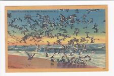 Dinner Time For The Seagulls Asbury Park New Jersey Beach Ocean Linen Postcard picture