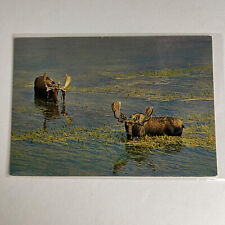 Yellowstone Bull Moose Shiras National Park Nature Outdoor Postcard picture