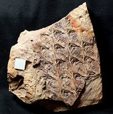Big beautiful fossil plant detailed Lepidodendron obovatum lycopod trunk picture