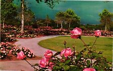 Vintage Postcard- H5389. Descanso Gardens. La Canada, California. Unposted 1950s picture