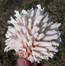 Spondylus Rare and beautifully unique white multi level layers of spines. picture