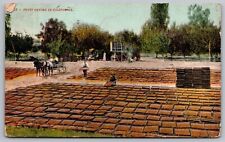 Fruit Drying California Ca Wob Note 1909 Cancel Postcard picture