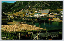 Vintage Canada Postcard Petty Harbour Newfoundland Good Harvest of Cod picture