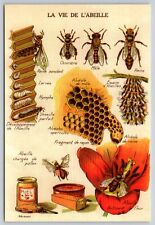 Postcard Life of the Bee Natural Botanical Print Scientific Plate Honey Bees picture