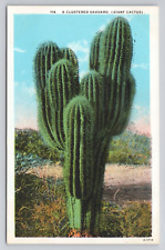 Postcard A Clustered Sahuaro Giant Cactus picture