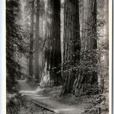 c1930s Mariposa Grove, Yosemite, CA RPPC Three Graces Redwood Trees Sequoia A199 picture