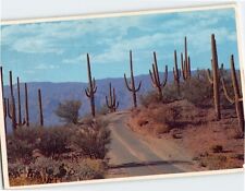 Postcard Desert Roadway through the Saguaros Arizona USA picture