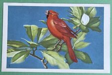 Vintage Postcard~Cardinal 1939. A511 picture