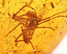 Large Araneae: Araneida (Spider), Fossil Inclusion in Burmese Amber picture