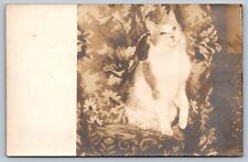 C1907 RPPC sweet cat poses on tapestry upholstery picture
