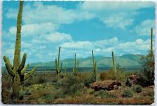 Postcard - Giant Saguaros, Arizona, USA picture