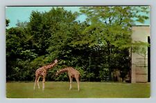 Brookfield IL-Illinois, Brookfield Zoo, Giraffes, Vintage Postcard picture