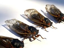 Cicada Specimen 2024 Lot Of 5 Pc.  For Bug Collecting/Entomology picture