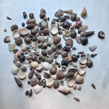 Assorted Variety Mixed Lot Small Miniature Crafting Seashells Craft Mini Shells picture