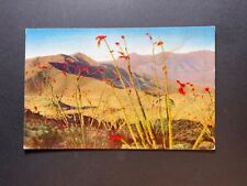 Colorado CO Postcard Ocotillo Flowers and seeds an odd desert shrub picture