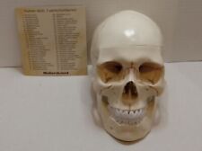Medarchitect  Human Skull 3 Parts (Numbered) New open box picture