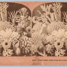1904 Australia Real Photo Coral Gems Bottom of Sea Stereo Card James Davis V21 picture