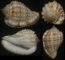 Tonyshells Seashell Morum cancellatum SUPERB 39mm F+++/gem, superb pattern picture