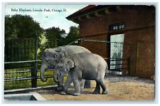 c1910 Baby Elephants Lincoln Park Animal Exterior View Chicago Illinois Postcard picture