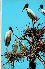 Postcard Wood Ibis Rookery Everglades National Park [ai] picture