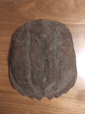Vintage Medium Michigan Snapping Turtle Shell Taxidermy 9L x 8W picture